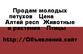 Продам молодых петухов › Цена ­ 400 - Алтай респ. Животные и растения » Птицы   